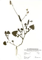 藏品(紫背草)的圖片